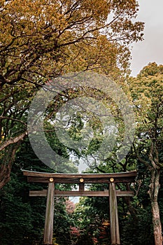 Wooden Torii gate of Meiji Jingu Shrine under big tree in Tokyo