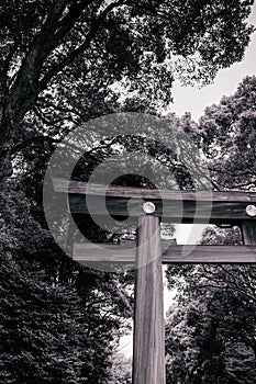 Wooden Torii gate of Meiji Jingu Shrine under big tree in Tokyo