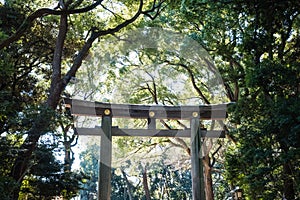 Wooden torii gate ,sunlight in green forest ,in front of Meiji Jingu Shrine in Harajuku Central Tokyo, Japan