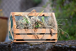 A Wooden Tote with freshly divided Iris Rhizomes