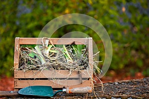 A Wooden Tote with freshly divided Iris Rhizomes