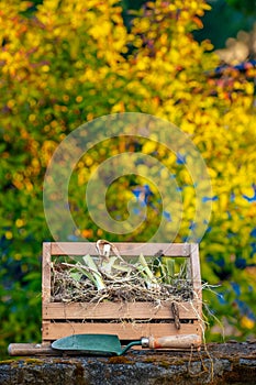 A Wooden Tote with freshly divided Iris Rhizomes