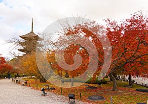 The wooden tower of To-ji Temple, Kyoto, Japan .Toji Pagoda during the fall season..Autumn scenery of the To-ji temple and reflect