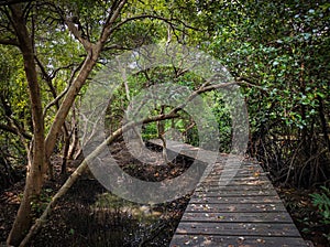 Wooden track for traveller or tourist in mangrove forest between wild tree and plants