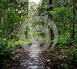 Wooden trail in the Amazon rain forest of Colombia