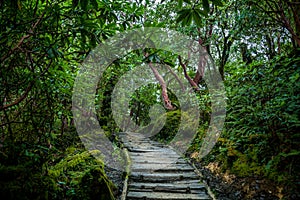 Wooden trail through green forest