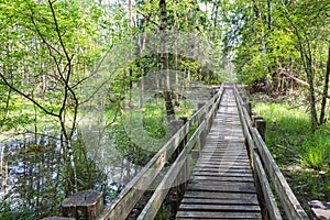 Wooden trail leading along swamp surrounded by forest. Swampy land and wetland, marsh, bog