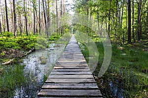Wooden trail leading along swamp surrounded by forest. Swampy land and wetland, marsh, bog