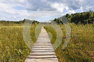 Wooden trail leading along swamp surrounded by forest. Swampy land and wetland, marsh, bog