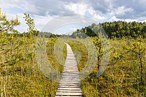 Wooden trail leading along swamp surrounded by forest. Swampy land and wetland, marsh, bog