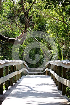 Wooden trail over samp in Everglades Nationalpark photo