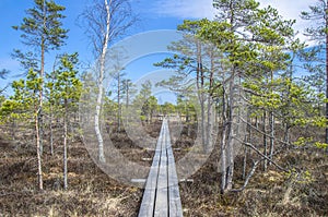 Wooden trail over swamp in Latvia photo