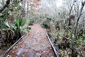 Wooden Trail with Palmettos and Cypress in the Bayou