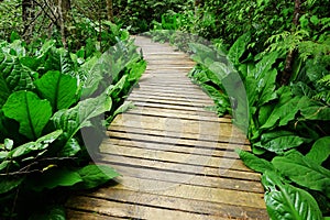 Wooden Trail with Skunk Cabbages on both Sides