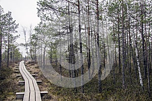 Wooden trail between trees in Great Kemeri Bog Boardwalk, Latvia, Europe