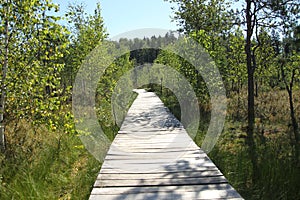 Wooden trail through the wetland to protect the environment from damage, Kaunas district, Dubrava cognitive trail