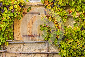 Wooden trapdoor and grape vines