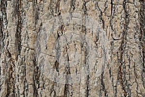 Wooden tree background photo