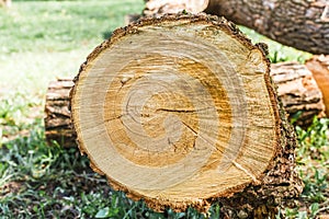 Wooden tree stump