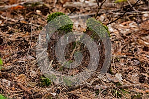 A wooden tree stump overgrown with moss