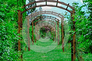 Wooden Trellis Tunnel With Greenery