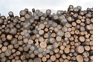 Wooden trunks side view