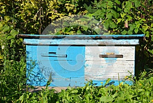 Wooden Ukrainian Blue Beehives. Natural Beekeeping in Your Backyard. Dadant bee hives.