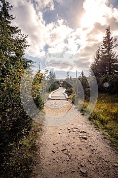 A wooden viewing bridge leading through the forest.