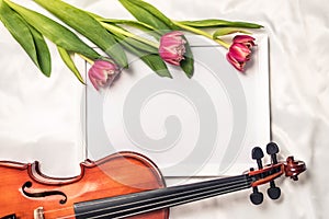 Wooden violin and fresh blooming tulips