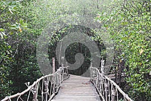 Wooden walk bridge decorated with white rope leading eyes into t