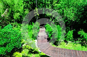 Wooden Walk Curve Way in The Forests