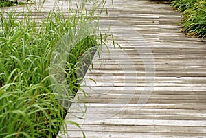 Wooden walk way in the garden