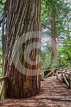 Wooden walking bridge has large Redwood tree cut into it