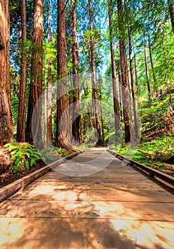 A wooden walking path through the forest