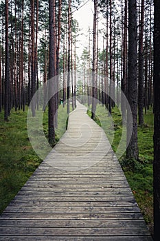 A wooden walking path in the nature reserve \