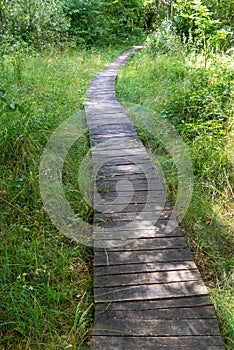 A wooden walking path over wetlands