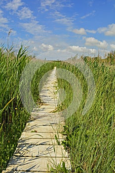Wooden Walkway Across Wetland