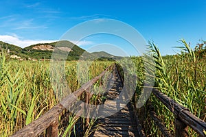 Wooden Walkway Along the Green Reeds of Lake Massaciuccoli - Tuscany Italy