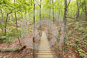 Wooden walkway Amicalola Falls State Park