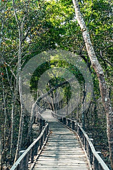 Wooden walkway amidst Mangrove trees in Sundarban Forest Bangladesh