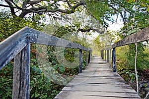 Wooden walkway amidst trees and vegetation photo