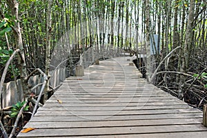 Wooden walkway bridge with mangrove tree in mangrove forest