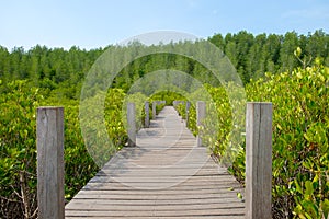 Wooden walkway bridge surrounded with Ceriops Tagal field in man