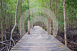 Wooden walkway bridge surrounded with mangrove tree in mangrove
