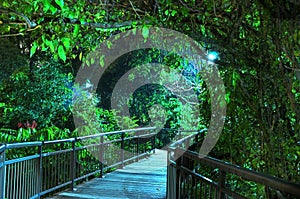 Wooden walkway with bright light behind trees