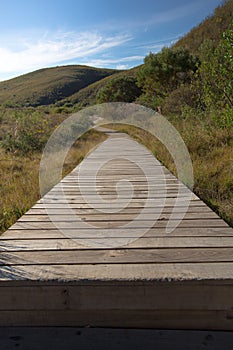 Wooden walkway through the bush