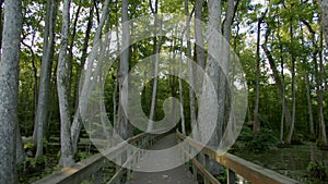 Wooden Walkway through a Cypress Swamp Bayou