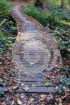 Wooden walkway disappearing into background surrounded by greenery