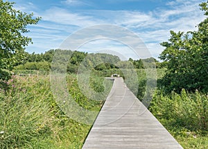 Wooden walkway in a Dutch nature park