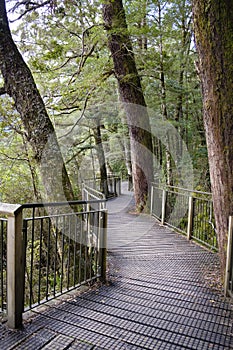 Wooden walkway in Fjordland National Park, South Island, National Park